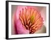 Extreme Close-Up of Flower-Matt Freedman-Framed Photographic Print