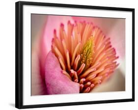 Extreme Close-Up of Flower-Matt Freedman-Framed Photographic Print