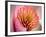 Extreme Close-Up of Flower-Matt Freedman-Framed Photographic Print