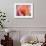Extreme Close-Up of Flower-Matt Freedman-Framed Photographic Print displayed on a wall
