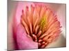 Extreme Close-Up of Flower-Matt Freedman-Mounted Photographic Print