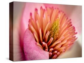 Extreme Close-Up of Flower-Matt Freedman-Stretched Canvas