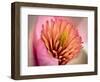 Extreme Close-Up of Flower-Matt Freedman-Framed Photographic Print