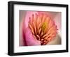 Extreme Close-Up of Flower-Matt Freedman-Framed Photographic Print