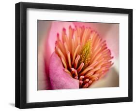 Extreme Close-Up of Flower-Matt Freedman-Framed Photographic Print
