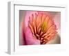 Extreme Close-Up of Flower-Matt Freedman-Framed Photographic Print