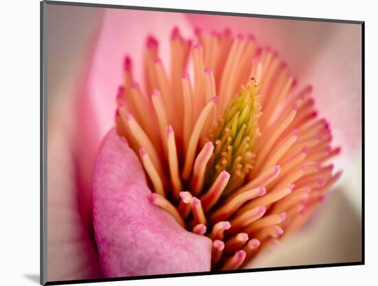 Extreme Close-Up of Flower-Matt Freedman-Mounted Photographic Print