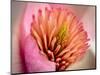 Extreme Close-Up of Flower-Matt Freedman-Mounted Photographic Print