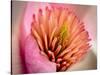 Extreme Close-Up of Flower-Matt Freedman-Stretched Canvas