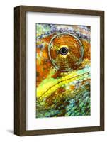 Extreme close-up of Panther chameleon (furcifer pardalis), Madagascar-Panoramic Images-Framed Photographic Print