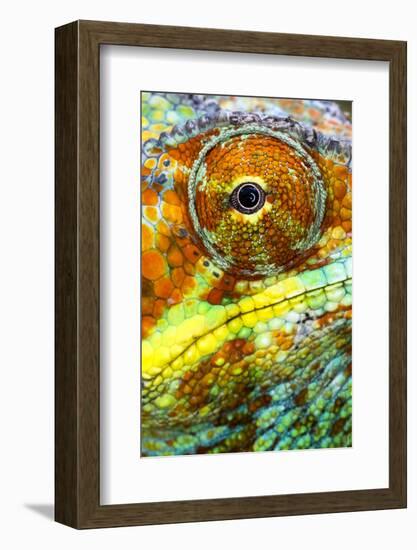 Extreme close-up of Panther chameleon (furcifer pardalis), Madagascar-Panoramic Images-Framed Photographic Print