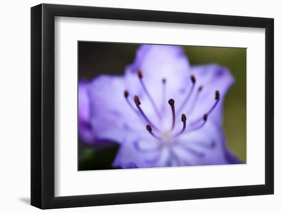 Extreme Close-up of Purple Azalea Stamen (Rhododendron Prinophyllum)-Matt Freedman-Framed Photographic Print