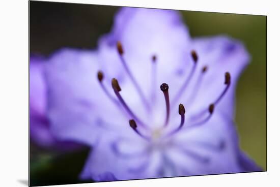 Extreme Close-up of Purple Azalea Stamen (Rhododendron Prinophyllum)-Matt Freedman-Mounted Premium Photographic Print