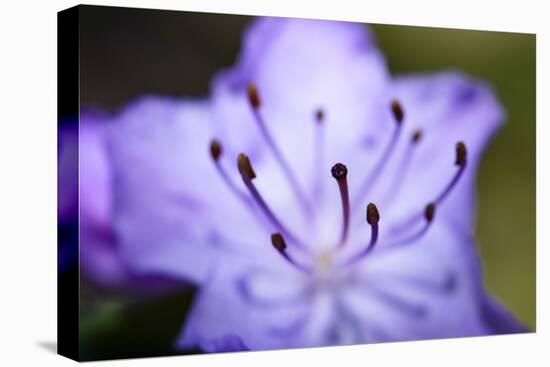 Extreme Close-up of Purple Azalea Stamen (Rhododendron Prinophyllum)-Matt Freedman-Stretched Canvas