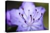 Extreme Close-up of Purple Azalea Stamen (Rhododendron Prinophyllum)-Matt Freedman-Stretched Canvas