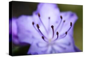 Extreme Close-up of Purple Azalea Stamen (Rhododendron Prinophyllum)-Matt Freedman-Stretched Canvas