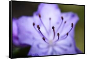 Extreme Close-up of Purple Azalea Stamen (Rhododendron Prinophyllum)-Matt Freedman-Framed Stretched Canvas