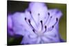 Extreme Close-up of Purple Azalea Stamen (Rhododendron Prinophyllum)-Matt Freedman-Stretched Canvas