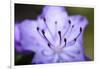 Extreme Close-up of Purple Azalea Stamen (Rhododendron Prinophyllum)-Matt Freedman-Framed Photographic Print