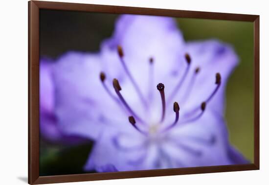 Extreme Close-up of Purple Azalea Stamen (Rhododendron Prinophyllum)-Matt Freedman-Framed Photographic Print