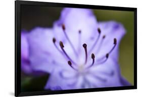 Extreme Close-up of Purple Azalea Stamen (Rhododendron Prinophyllum)-Matt Freedman-Framed Photographic Print