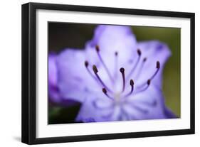 Extreme Close-up of Purple Azalea Stamen (Rhododendron Prinophyllum)-Matt Freedman-Framed Photographic Print