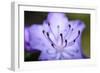 Extreme Close-up of Purple Azalea Stamen (Rhododendron Prinophyllum)-Matt Freedman-Framed Photographic Print