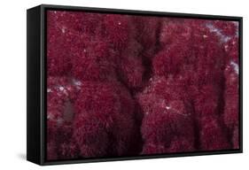 Extreme Close-Up of Soft Coral on a Fijian Reef-Stocktrek Images-Framed Stretched Canvas