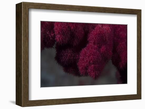 Extreme Close-Up of Soft Coral on a Fijian Reef-Stocktrek Images-Framed Photographic Print