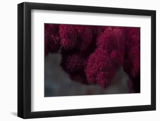 Extreme Close-Up of Soft Coral on a Fijian Reef-Stocktrek Images-Framed Photographic Print