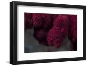 Extreme Close-Up of Soft Coral on a Fijian Reef-Stocktrek Images-Framed Photographic Print