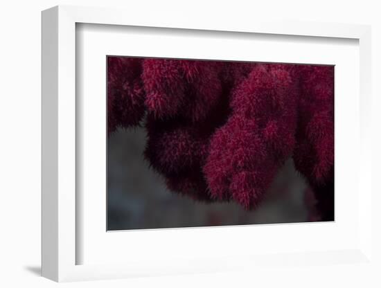 Extreme Close-Up of Soft Coral on a Fijian Reef-Stocktrek Images-Framed Photographic Print