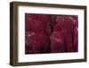 Extreme Close-Up of Soft Coral on a Fijian Reef-Stocktrek Images-Framed Photographic Print