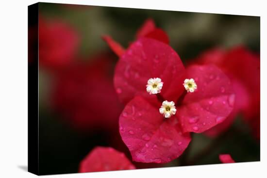 Extreme Close-Up On A Bougainvillea-PaulCowan-Stretched Canvas