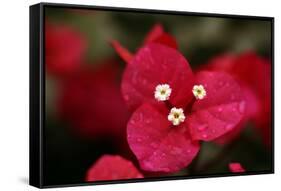 Extreme Close-Up On A Bougainvillea-PaulCowan-Framed Stretched Canvas