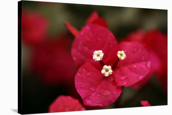 Extreme Close-Up On A Bougainvillea-PaulCowan-Stretched Canvas