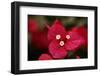 Extreme Close-Up On A Bougainvillea-PaulCowan-Framed Photographic Print