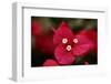 Extreme Close-Up On A Bougainvillea-PaulCowan-Framed Photographic Print