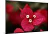 Extreme Close-Up On A Bougainvillea-PaulCowan-Mounted Photographic Print