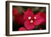 Extreme Close-Up On A Bougainvillea-PaulCowan-Framed Photographic Print