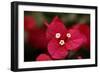 Extreme Close-Up On A Bougainvillea-PaulCowan-Framed Photographic Print