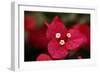 Extreme Close-Up On A Bougainvillea-PaulCowan-Framed Photographic Print