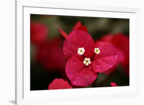 Extreme Close-Up On A Bougainvillea-PaulCowan-Framed Photographic Print