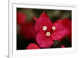 Extreme Close-Up On A Bougainvillea-PaulCowan-Framed Photographic Print