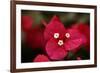 Extreme Close-Up On A Bougainvillea-PaulCowan-Framed Photographic Print