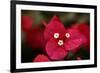 Extreme Close-Up On A Bougainvillea-PaulCowan-Framed Photographic Print