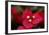 Extreme Close-Up On A Bougainvillea-PaulCowan-Framed Photographic Print