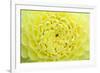 Extreme close-up view of Dahlia head-Rob Tilley-Framed Photographic Print