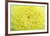 Extreme close-up view of Dahlia head-Rob Tilley-Framed Photographic Print