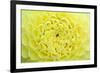 Extreme close-up view of Dahlia head-Rob Tilley-Framed Photographic Print